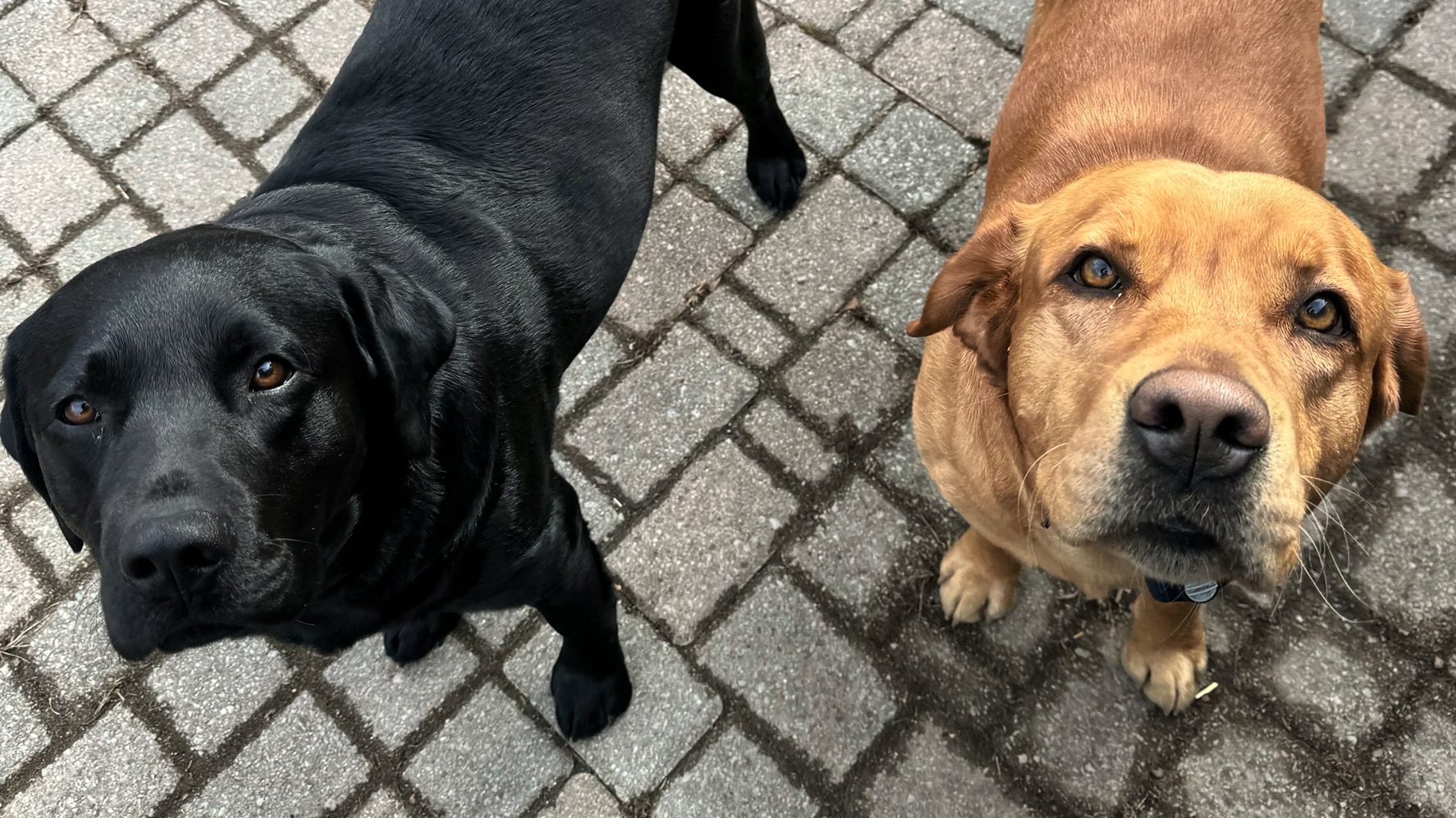 Labradors